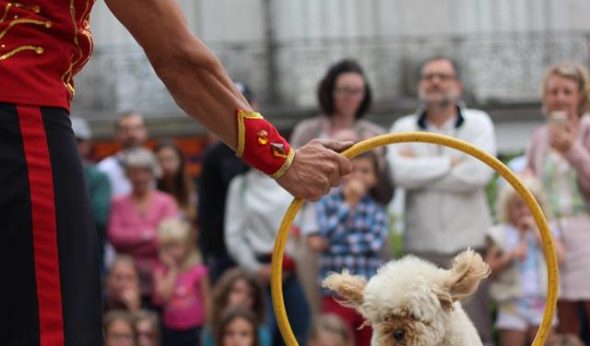 numéro dressage chien sauteur